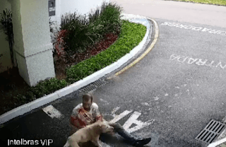 PITBULLS SOLTOS NA RUA ATACAM HOMEM E SEU CÃO DE ESTIMAÇÃO