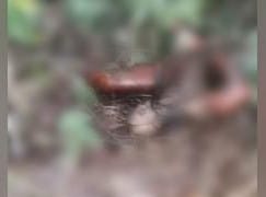 Cadáver é encontrado em avançado estado de decomposição em área de mata no Ramal do Brasileirinho, em Manaus