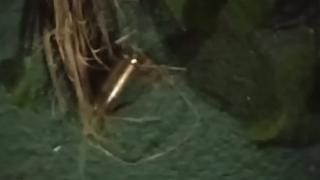 Crime em Beberibe: Homem Morre e Dois Ficam Feridos em Tentativa de Feminicídio