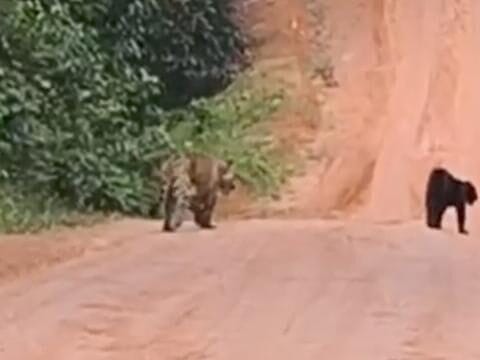 Homem é atacado por onça-preta em área de mineração no Pará