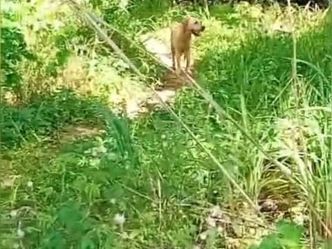 Homem é encontrado morto em área rural de São Luís; polícia investiga circunstâncias