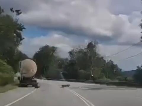 Parou na estrada para dar uma mijada e foi atacado por uma pantera negra