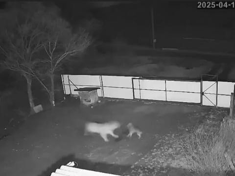 Tigre invade quintal e arrasta cachorro na zona rural de Primorie, na Rússia