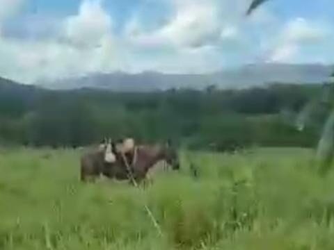 Vaqueiro morre enforcado ao tentar laçar gado na zona rural de Niquelândia, Goiás