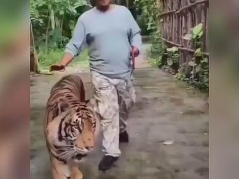 Turista é atacado por tigre ao tentar tirar selfie na Tailândia