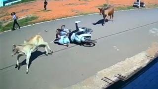 Jovem sofre convulsão após colisão com vaca em São Domingos do Maranhão