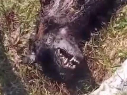 Animal misterioso encontrado morto em Itarema intriga moradores: população acredita ser um lobisomem
