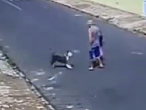 Idoso é atacado por cão da raça pitbull ao caminhar com bisneta em Vista Alegre do Alto