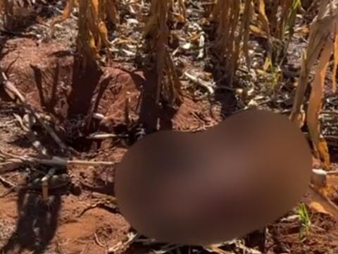 Agricultores quase passam com máquina em cima de um corpo na zona rural de Goiatuba