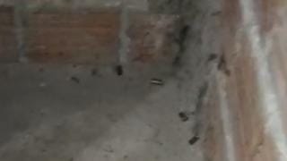 Homem é morto a tiros dentro de casa em Urbano Santos