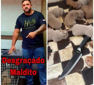 Homem é preso após esfaquear filhote de pitbull para ameaçar a esposa em Cianorte, Paraná