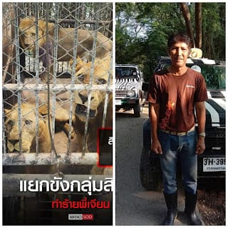 Tratador é morto por leões em zoológico de Bangkok