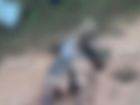 Idoso e cavalo morrem eletrocutados após queda de fio de alta tensão em Icatu, Maranhão