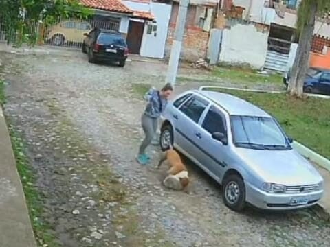 Pitbull é morto a facadas após atacar e matar shih-tzu em Valença, na Bahia