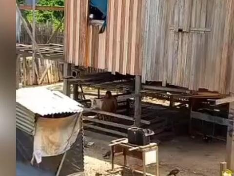 Homem é flagrado abusando de porca debaixo de casa de palafitas em Belém (PA)