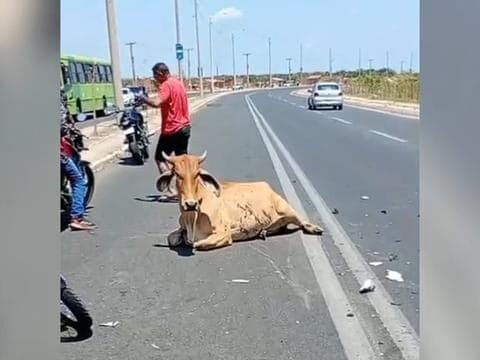 População age como zumbis e esquarteja vaca após acidente que matou motoqueiro em Teresina, Piauí