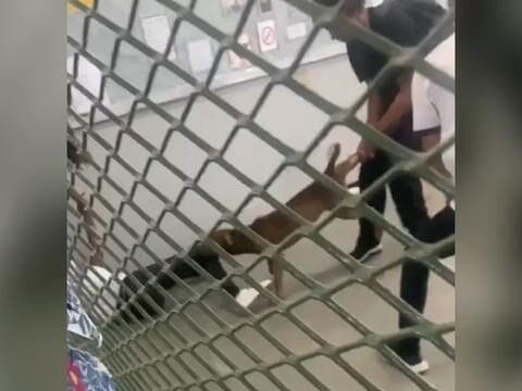 Pitbull invade escola em Belford Roxo, ataca aluna e provoca pânico entre estudantes