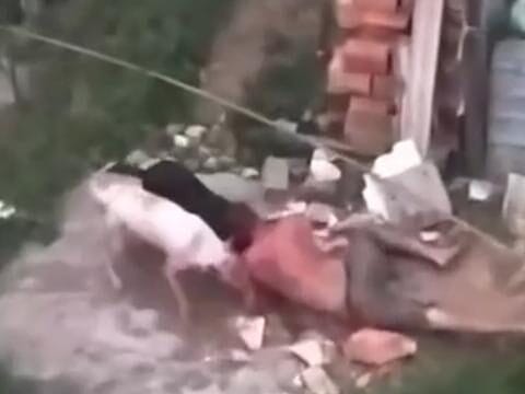 Pitbulls atacam e matam homem em terreno residencial na zona leste de SP