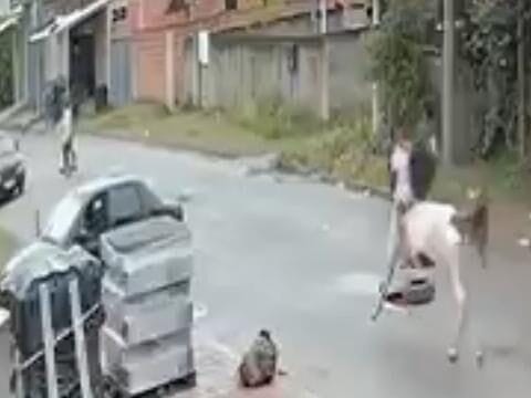 Acidente inusitado em Seropédica: égua desgovernada atropela duas idosas na Estrada Rita Batista