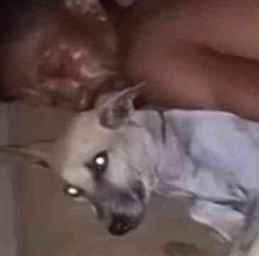 Homem é flagrado em ato de zoofilia no povoado Arraial, Icatu (MA)