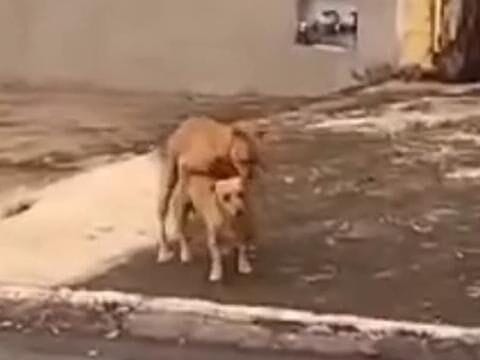 Guerreiro faleceu macetando: caramelo bate as botas durante acasalamento