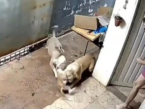 Pitbulls invadem residência e matam cadelinha de 6 meses no bairro Nova Lima em Campo Grande