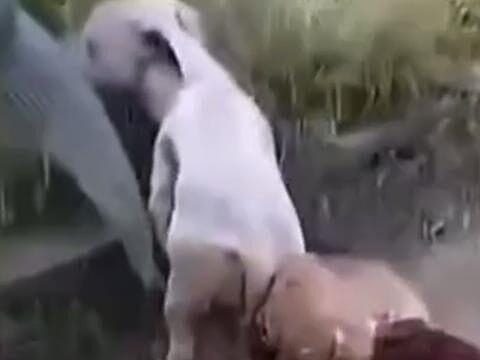 Dona de galinha se revolta após cachorro “grudar” na ave e vídeo viraliza em Goiás