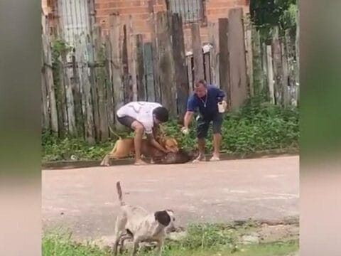 Pitbull escapa e mata cãozinho no bairro Cariri, em Castanhal