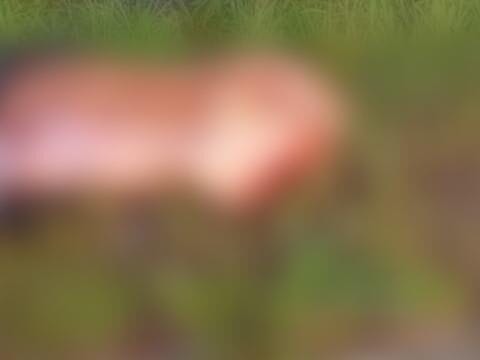 Corpo esquartejado é encontrado próximo à estação de BRT da Ilha de Guaratiba