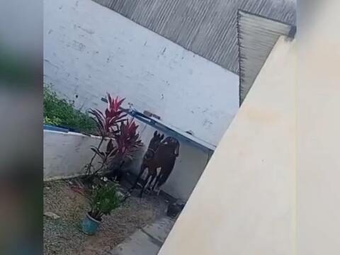 “Vou mandar para seus filhos”: mulher flagra idoso cometendo zoofilia contra égua e vídeo viraliza em São Lourenço da Mata (PE)